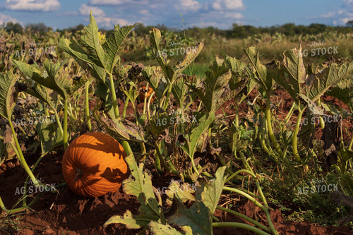 Field of Pumpkins 60065