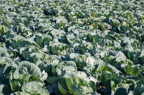 Cabbage Field 50168
