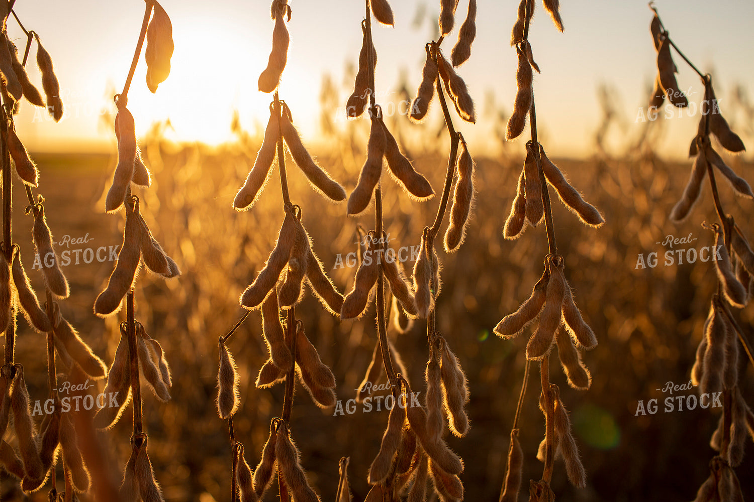 Soybeans - Dry 2466