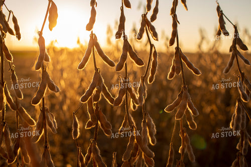 Soybeans - Dry 2466