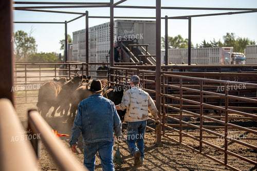 Loading Cattle 212089