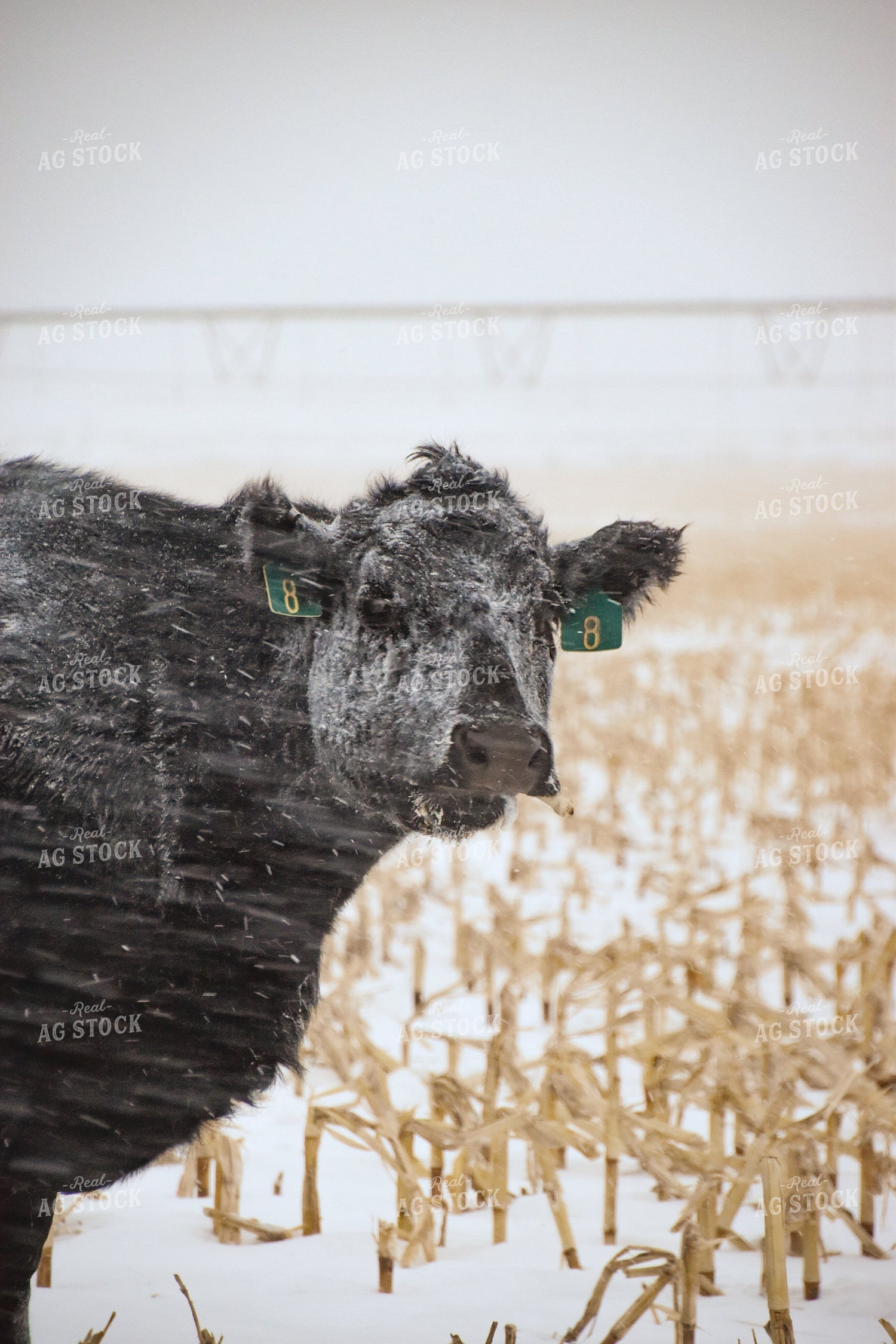 Angus Cattle on Cornstalks in Snow 56257