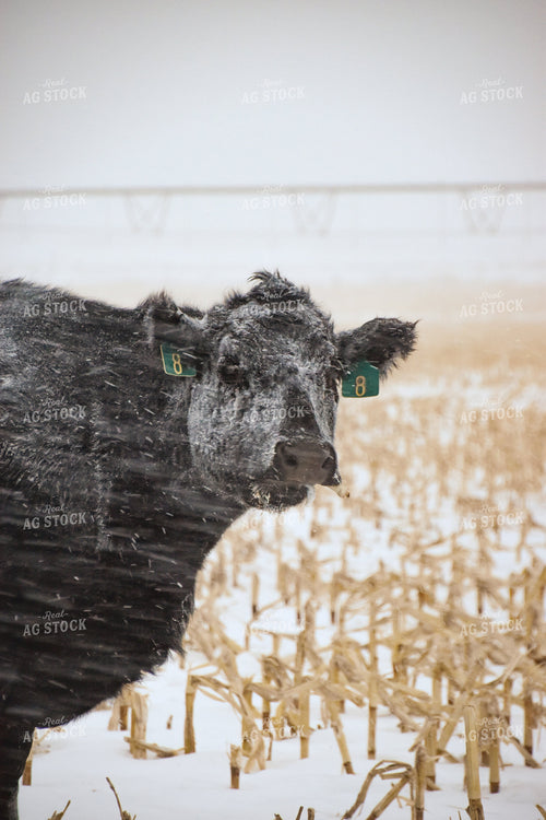 Angus Cattle on Cornstalks in Snow 56257