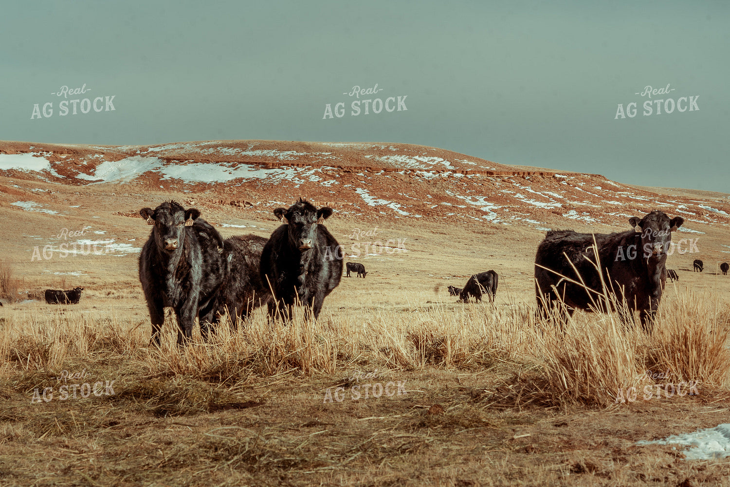 Cattle in Winter Pasture 58041