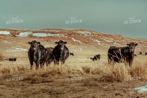 Cattle in Winter Pasture 58041