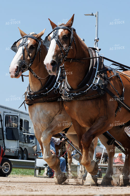 Horse Pulling 52904