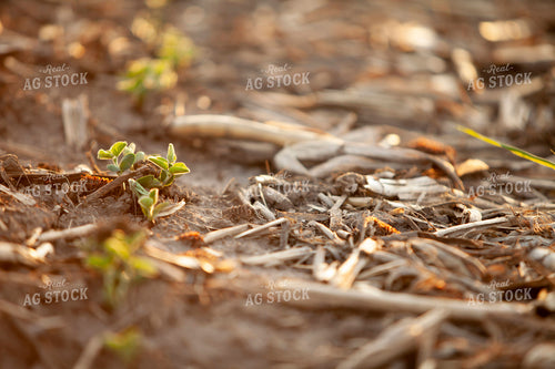 Soybeans - Early Growth 1446