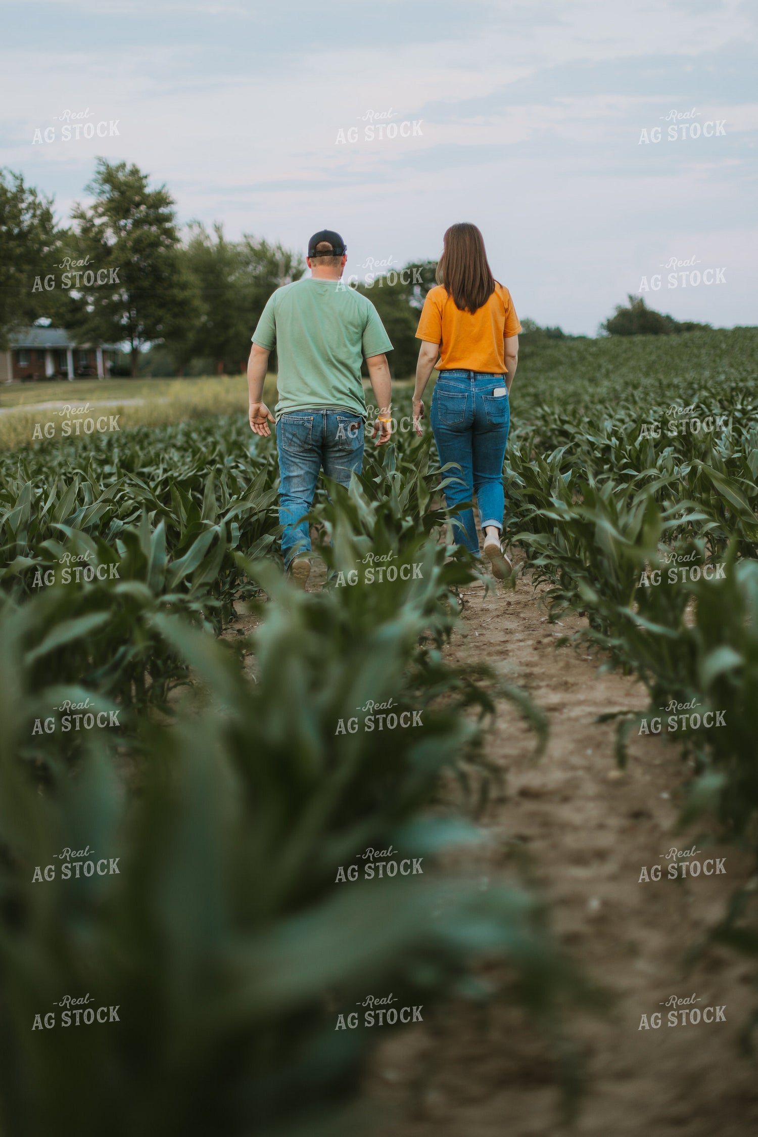 Farmers Scouting Corn Field 7837