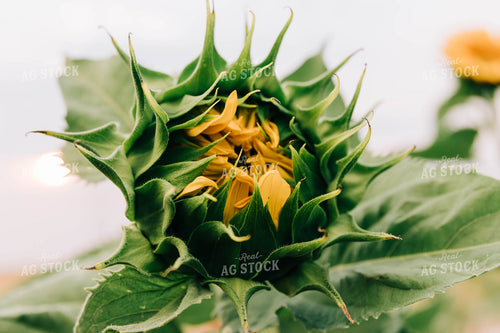 Unopened Sunflower 61024