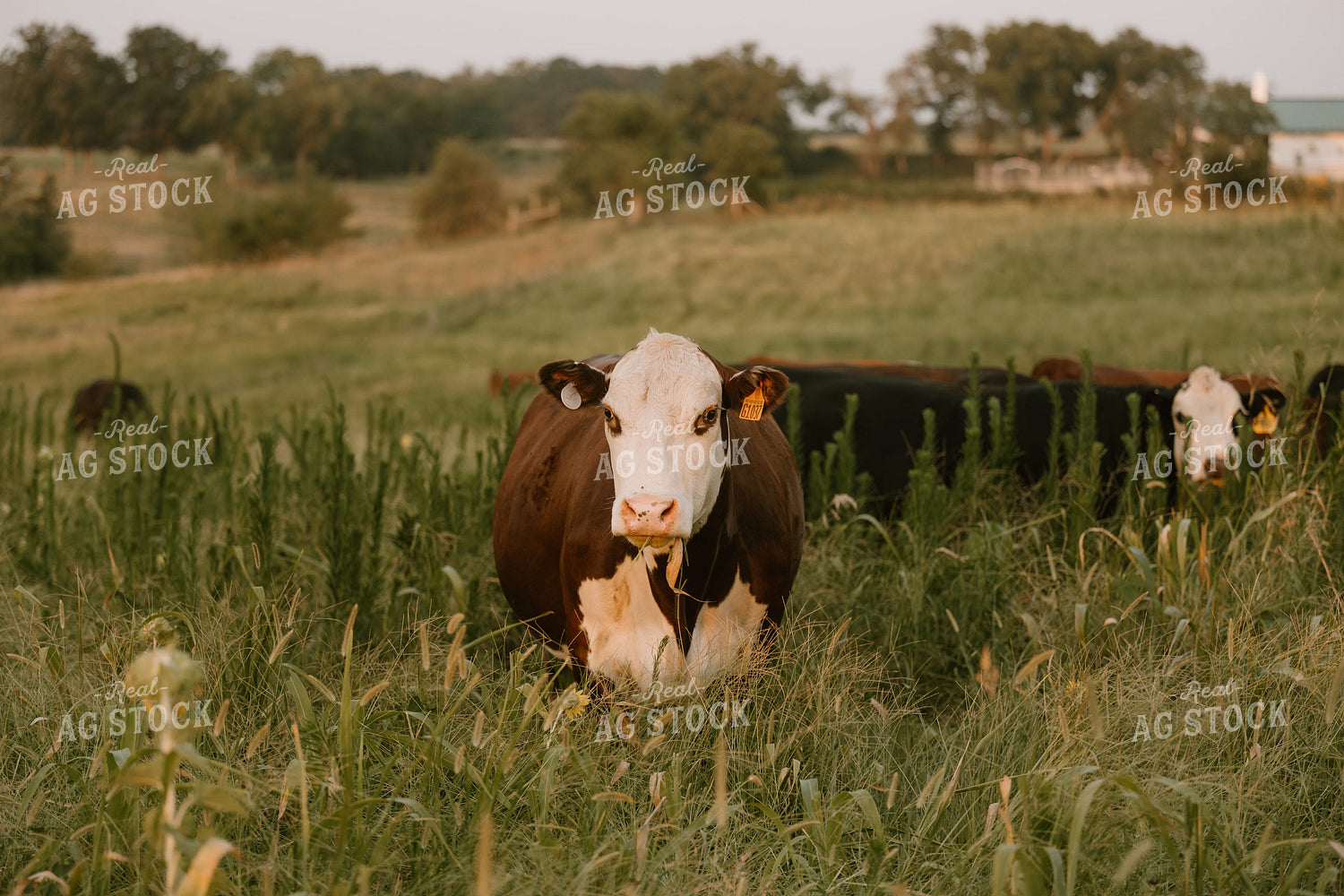Hereford Cow on Pasture 125410