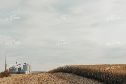 Partially Harvested Corn Field 9460