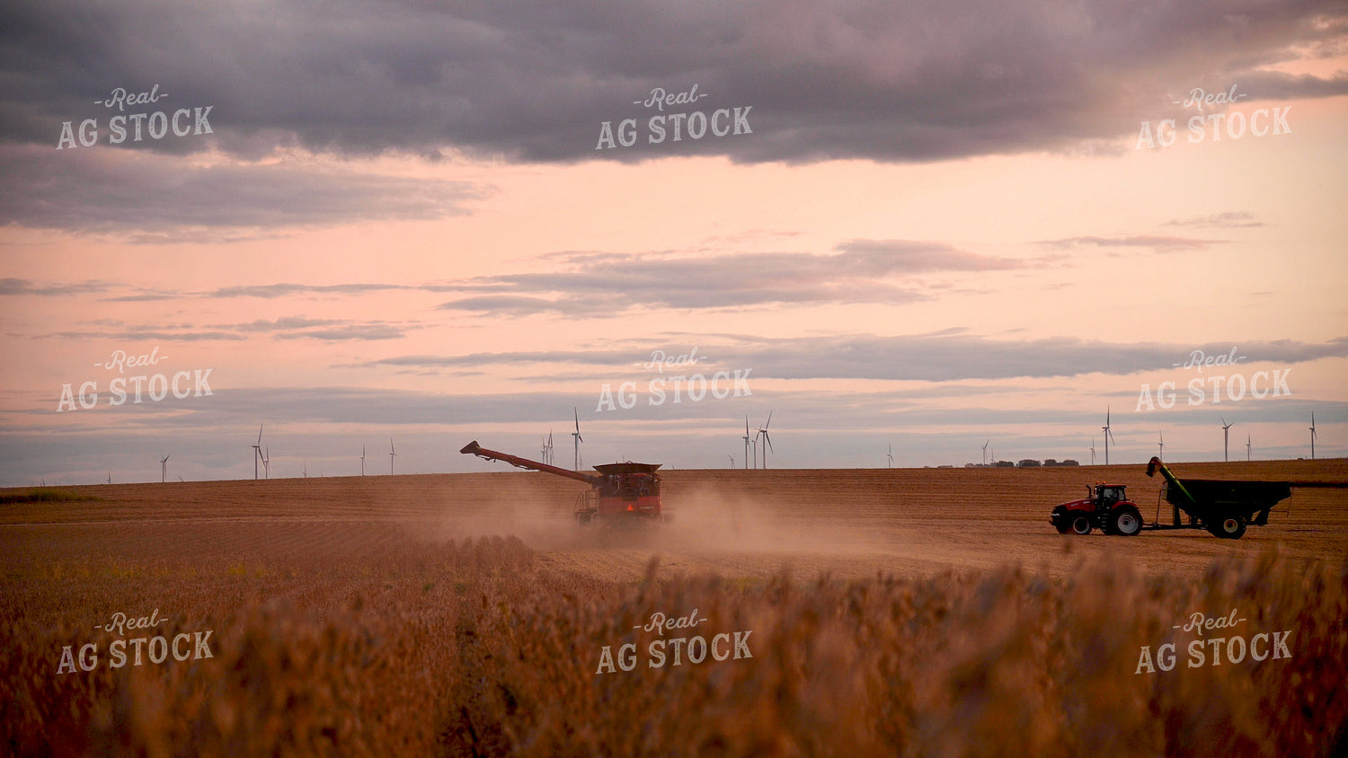 Grain Cart Driving to Meet Combine Harvesting Soybeans 25750