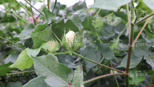 Close Up of Cotton Flower Bloom 79332