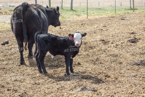 Cow Calf Pair 155396