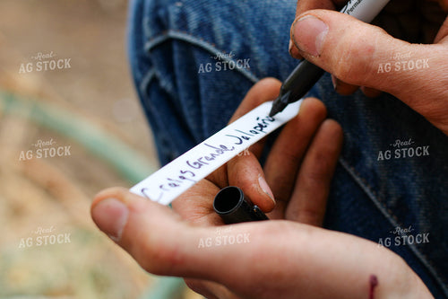Planting Seeds in Greenhouse 240011