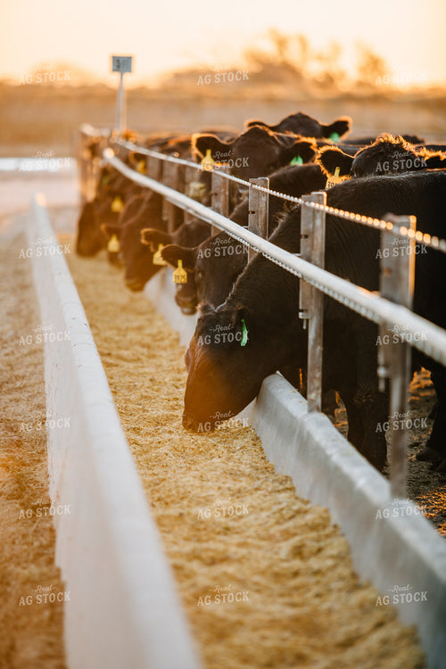 Cattle Eating out of Feed Bunk 53052