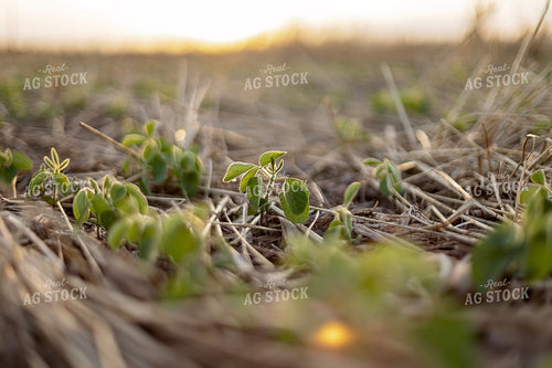 Early Season Soybeans 93279