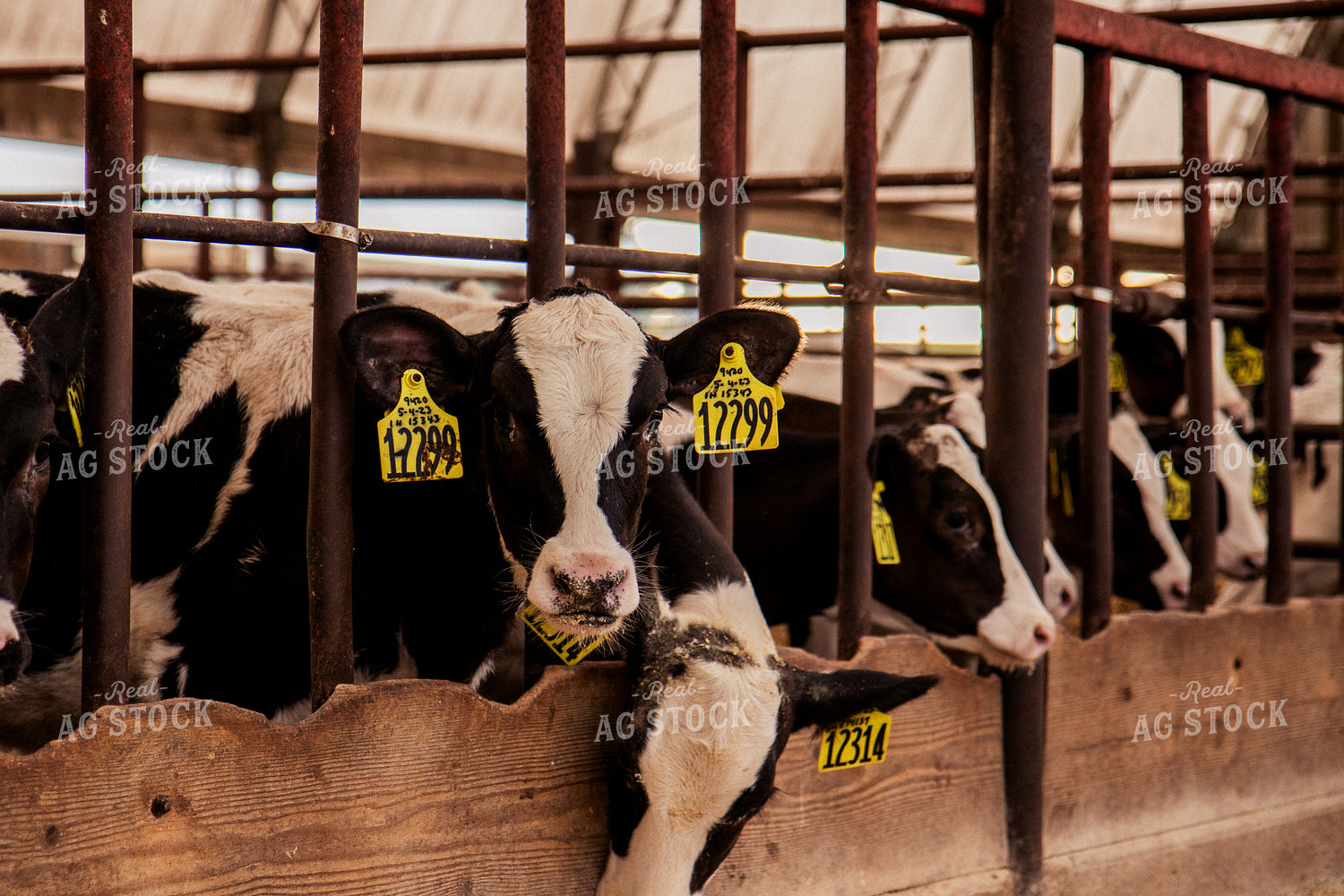 Holstein Cattle in Open Air Barn 67389