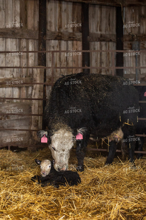 Newborn Calf and Cow 155465