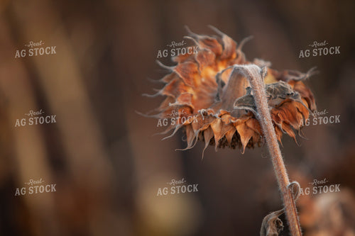 Sunflowers 2107