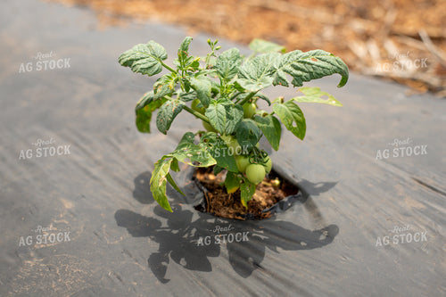 Tomato Plant 208028