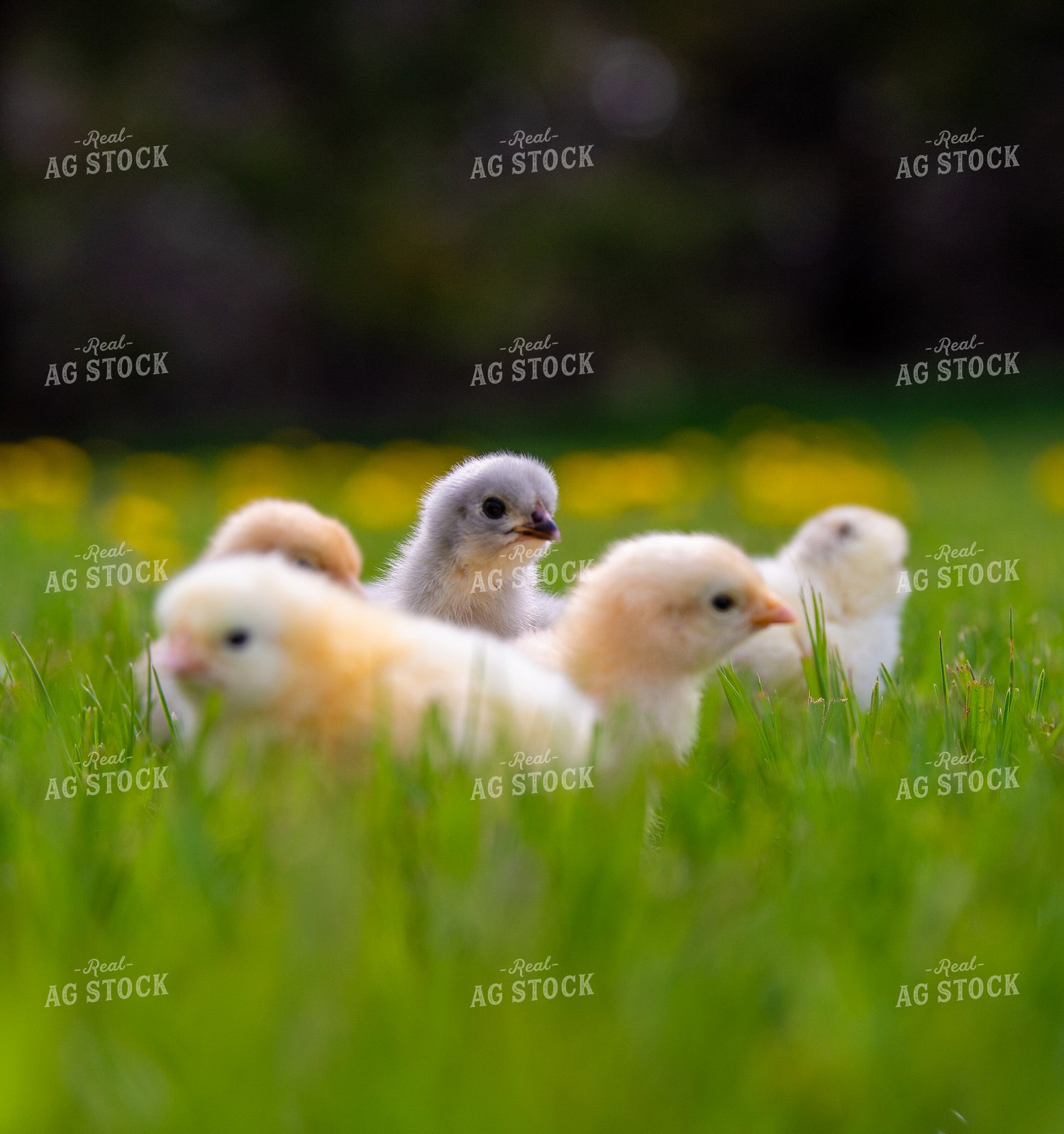 Baby Chicks 299064