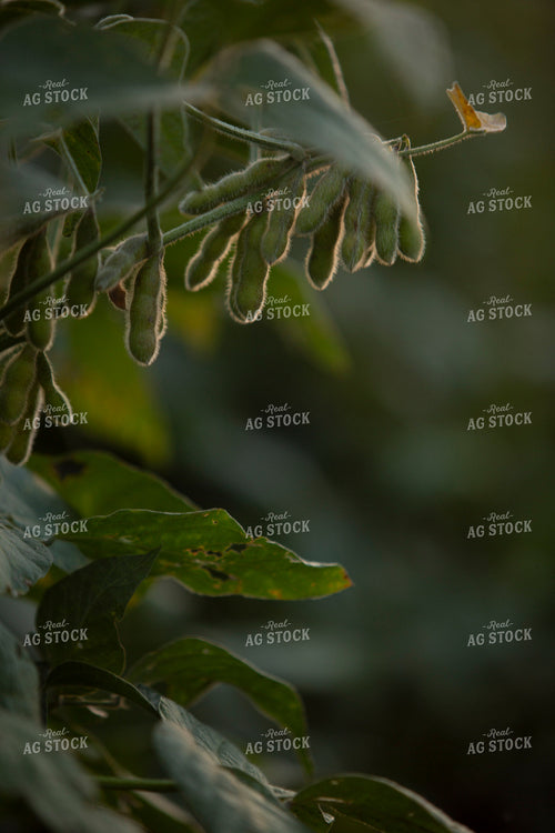 Soybeans - Mid-Season 1455