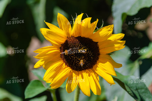 Head of a Sunflower 107019