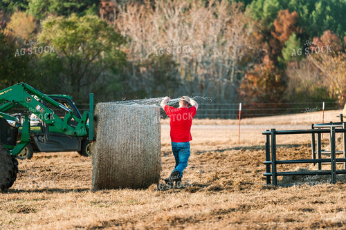 Putting out Hay in the Bale Feeder 125227