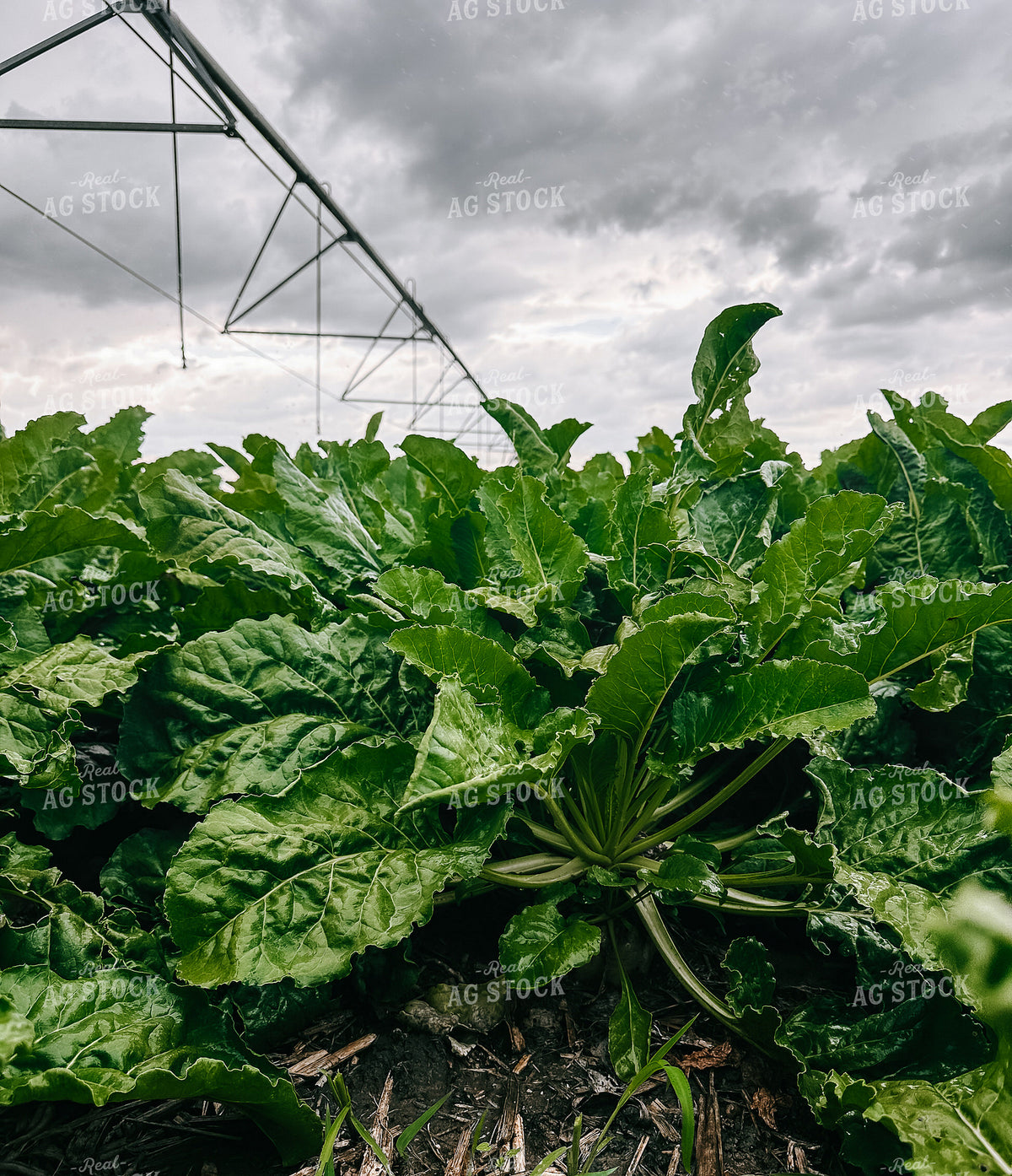 Sugar Beets 237026