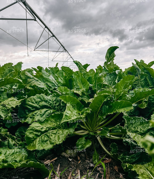 Sugar Beets 237026