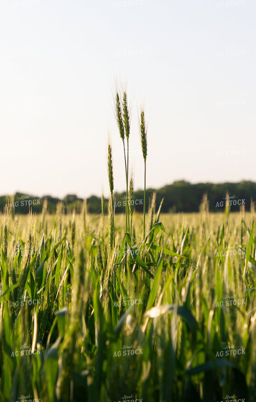 Field of Wheat 79002