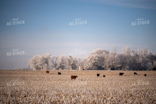 Cattle on Corn Stalks 76017