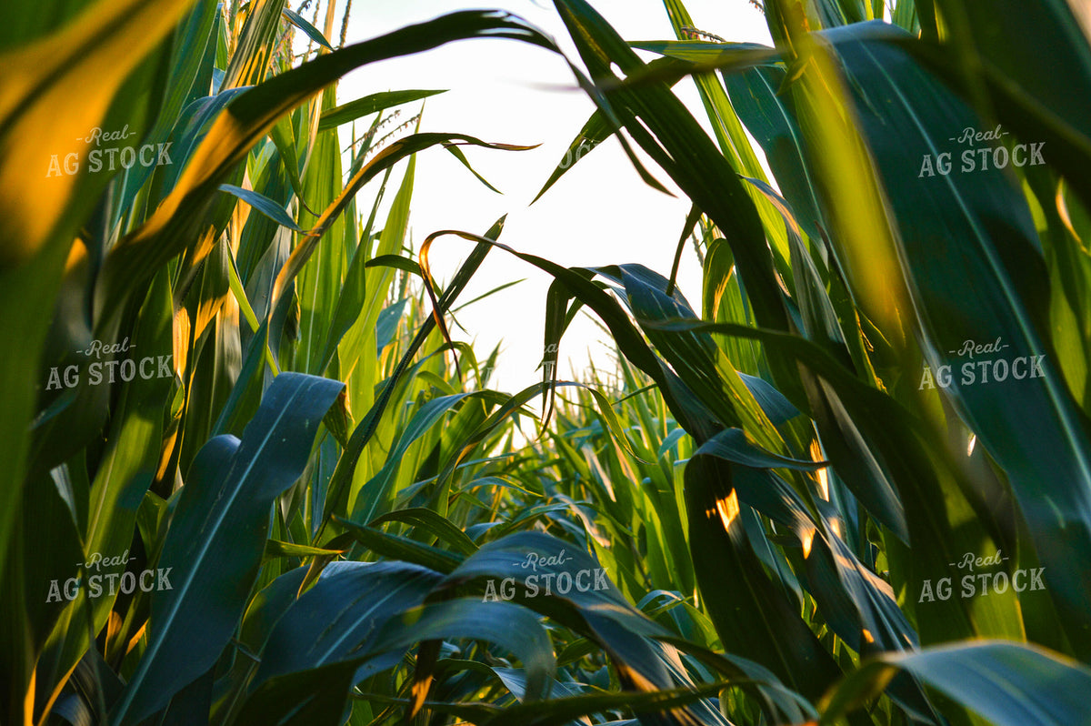 Mid-Season Corn Field 237018