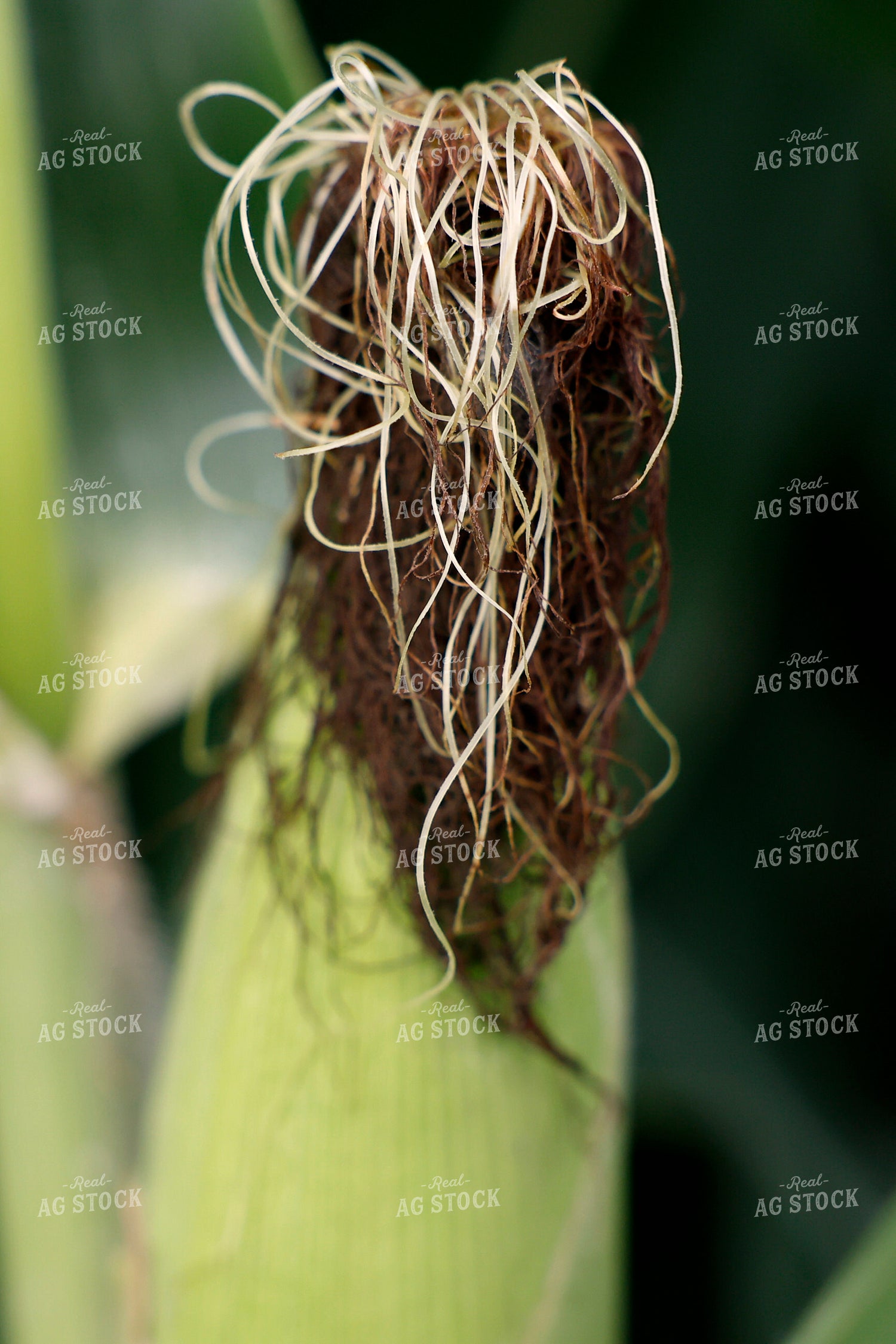 Midseason Corn 129125