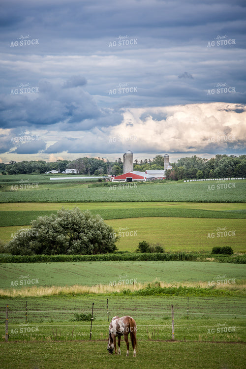 Horse in Pasture in Rural Scene 250116