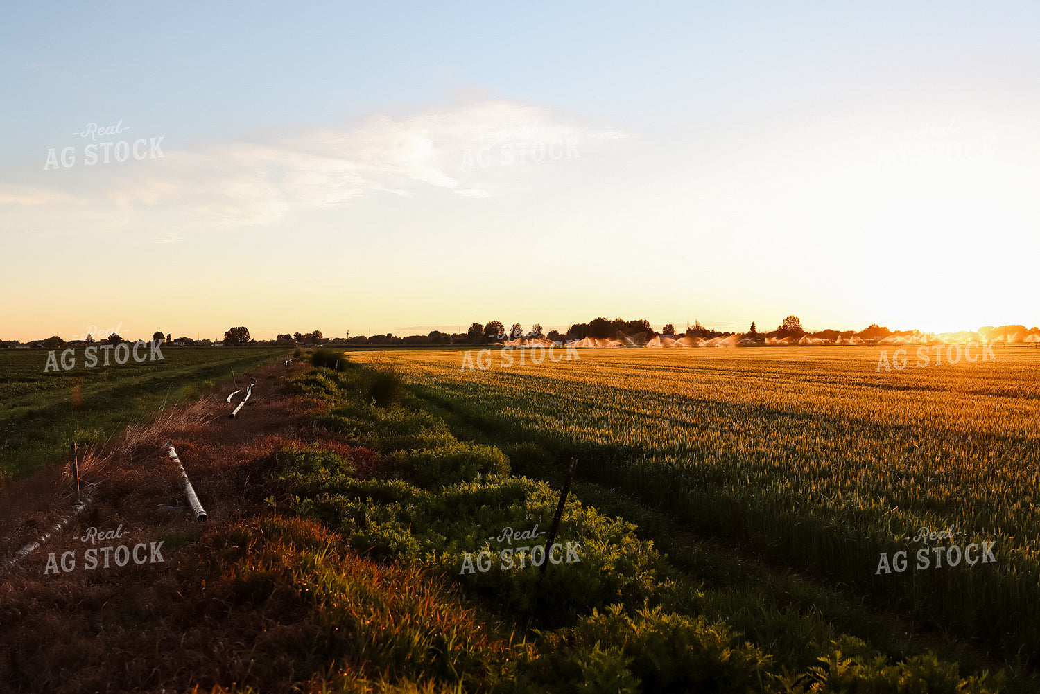 Field of Hay 83018