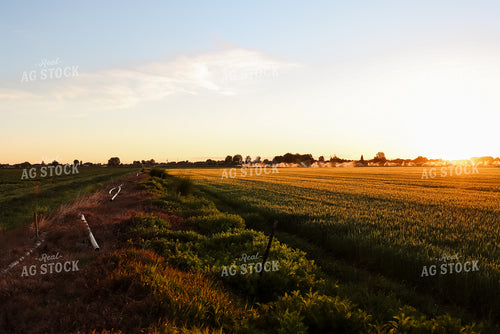 Field of Hay 83018