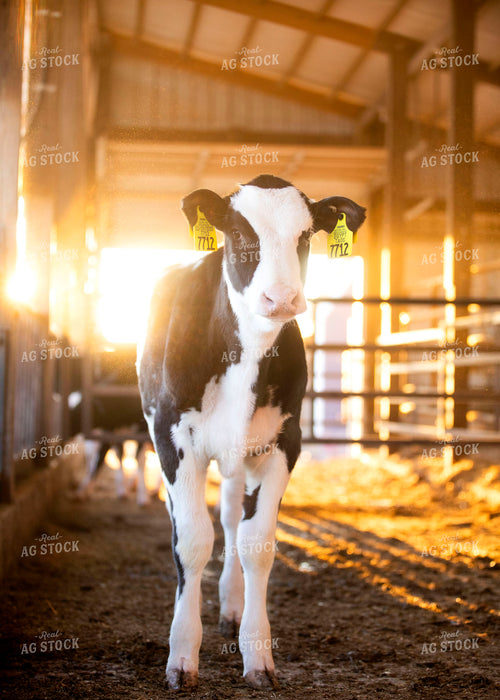 Holstein Calf 55239