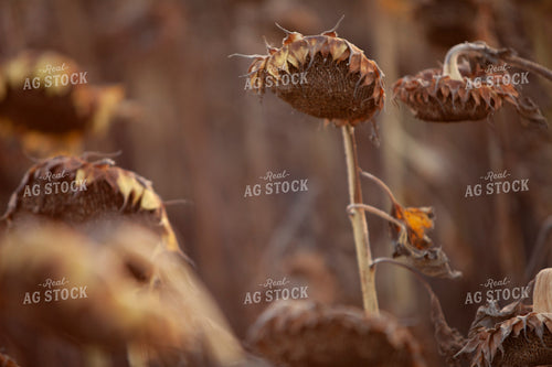 Sunflowers 2100