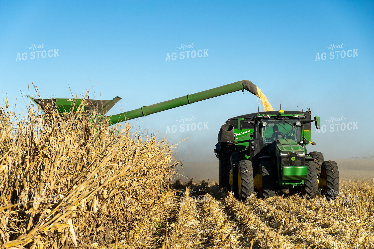 Corn Harvest 65540
