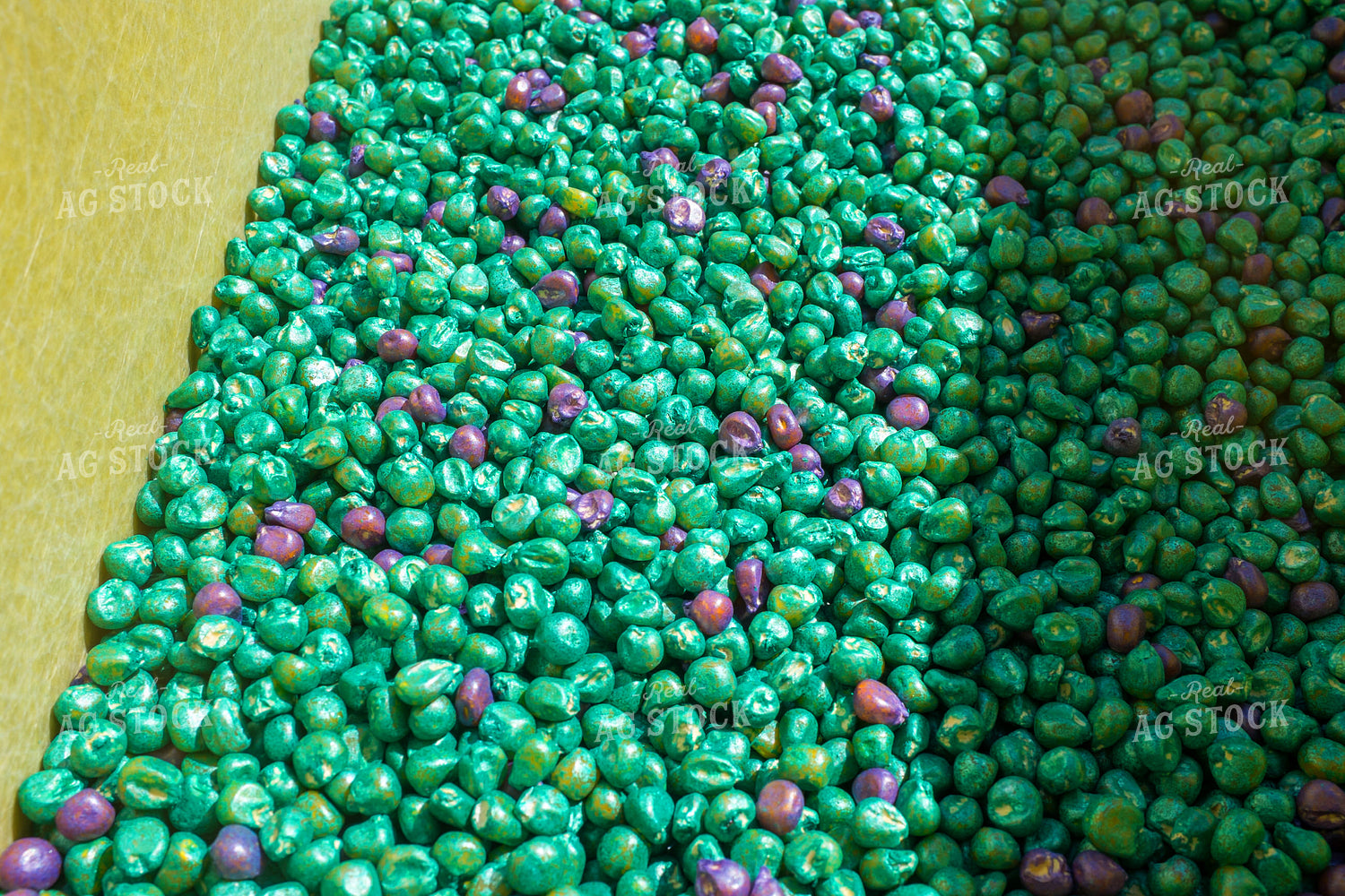 Treated Corn Seed 154077