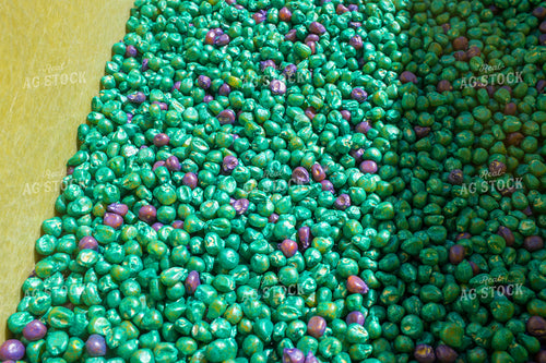 Treated Corn Seed 154077