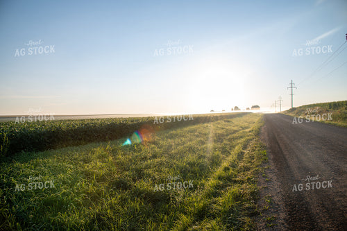 Foggy Sunrise over Soybean Field and Rural Country Road 25020