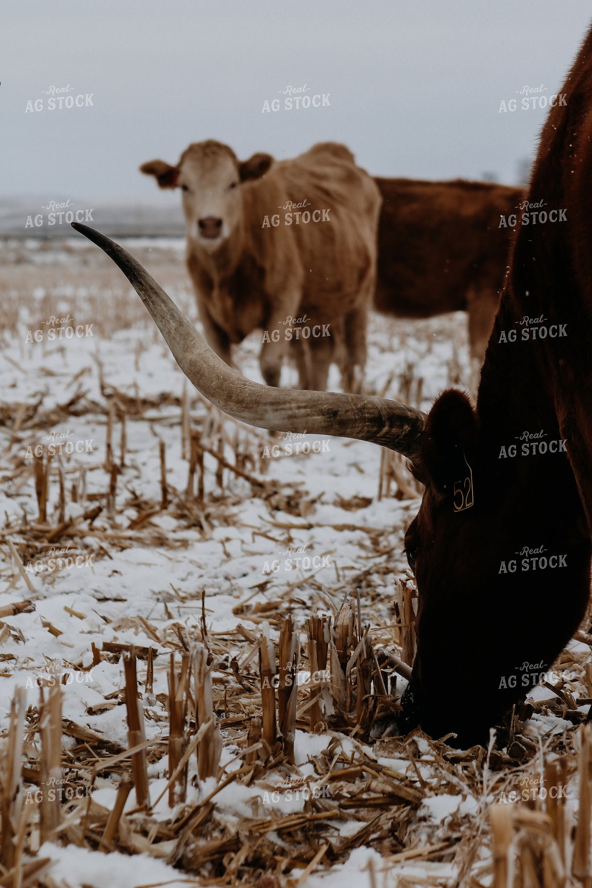 Longhorn Cattle on Winter Cornstalks 237022