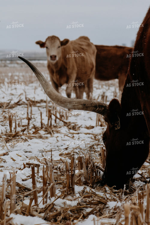 Longhorn Cattle on Winter Cornstalks 237022