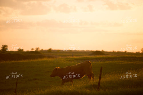 Cattle 1687