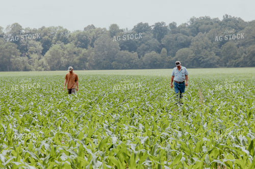 Father and Son Scouting Corn 52214