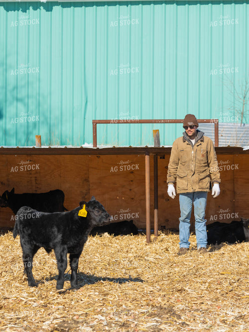 Angus Calf in Farmyard 70171