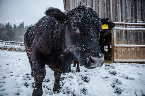 Angus Cattle in Pen with Snow 66038